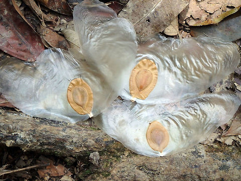 Javan Cucumber Seeds Tabin, Sabah (2015).
These seeds were bigger than my hand. The plant is a gourd-bearing liane, belonging to the pumpkin family from the tropical Asian forests of the Malay Archipelago and the Indonesian islands.
Habitat:
Tabin, near Lipa Volcano, Sabah.      
 Alsomitra macrocarpa,Geotagged,Javan cucumber,Malaysia,Summer