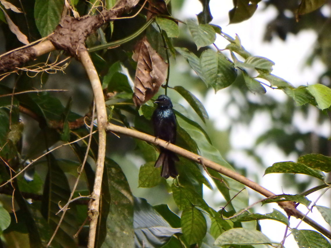 Bronzed Drogon Tabin, Sabah (2015).<br />
This drongo has metallic gloss feathers with a spangled appearance on the head, neck and breast. The lores are velvety and the ear coverts are duller. The tail is slender and well forked with the outer tail feathers flaring outward slightly.  Bronzed drongo,Dicrurus aeneus,Geotagged,Malaysia,Summer