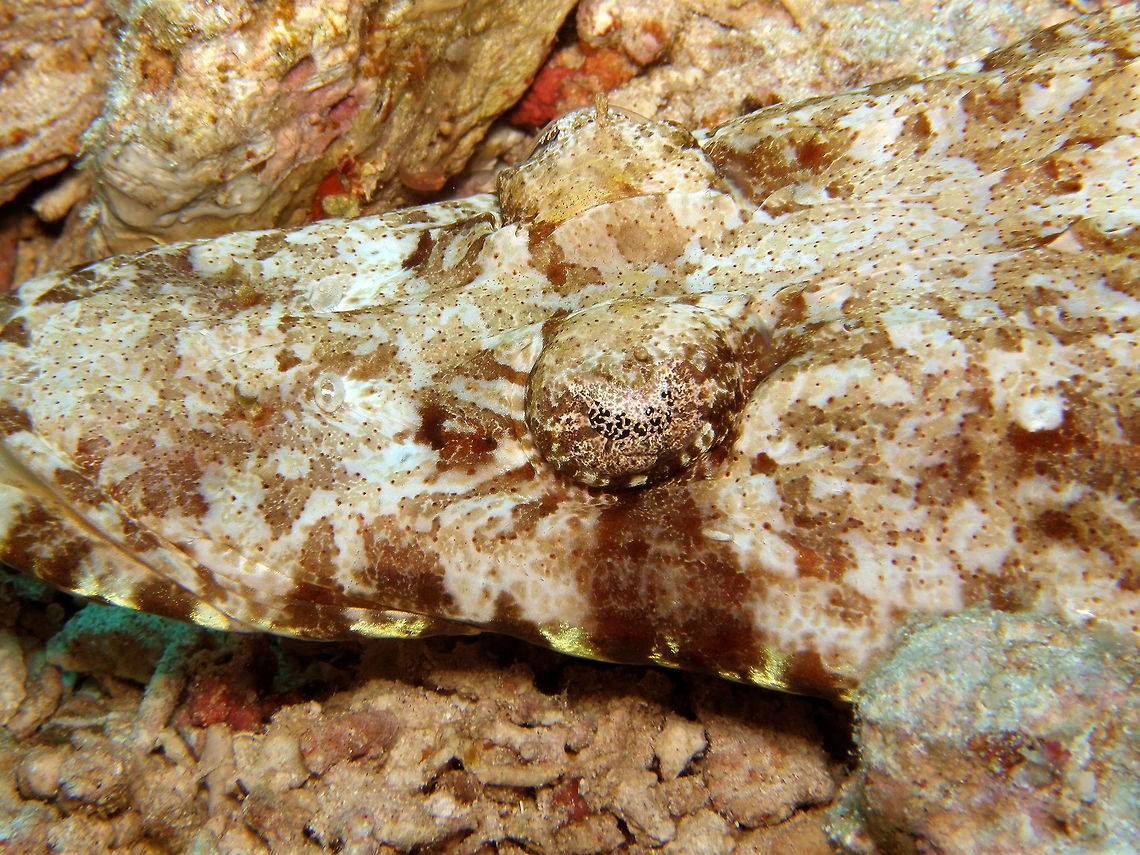 Crocodilefish  - Papilloculiceps longiceps Is a fish that mimetizes well with the rocky sand beds at the Red Sea.<br />
Habitat:<br />
Sandy bottoms of the coral reef. Crocodilefish,Egypt,Geotagged,Papilloculiceps longiceps,Spring