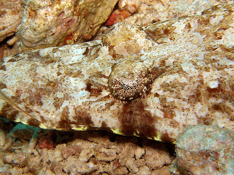 Crocodilefish  - Papilloculiceps longiceps Is a fish that mimetizes well with the rocky sand beds at the Red Sea.
Habitat:
Sandy bottoms of the coral reef. Crocodilefish,Egypt,Geotagged,Papilloculiceps longiceps,Spring