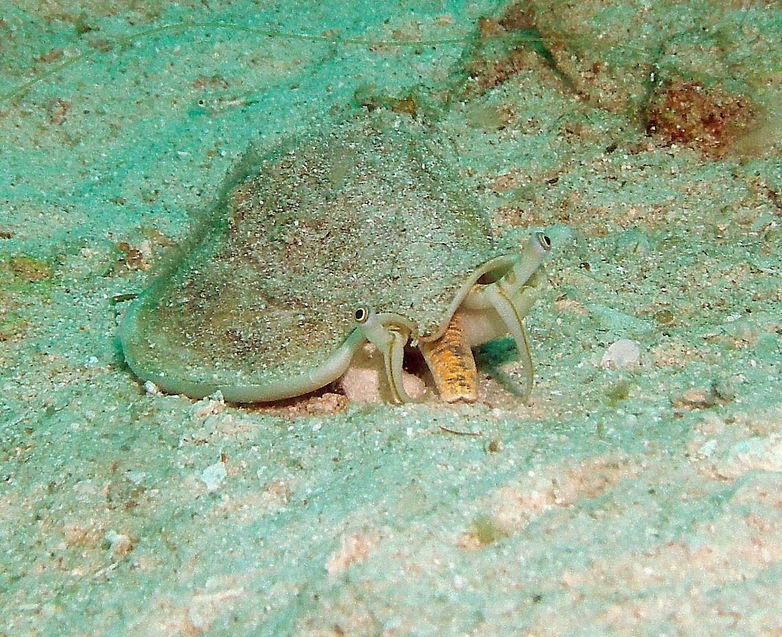 Labiostrombus epidromis Snail Malapascua, Philippines (2012).<br />
Found at the sandy floors, very well camoufladged in sand. It was big, at least 20 cm.<br />
Habitat:<br />
Indo-Pacific.           Fall,Geotagged,Labiostrombus epidromis,Philippines