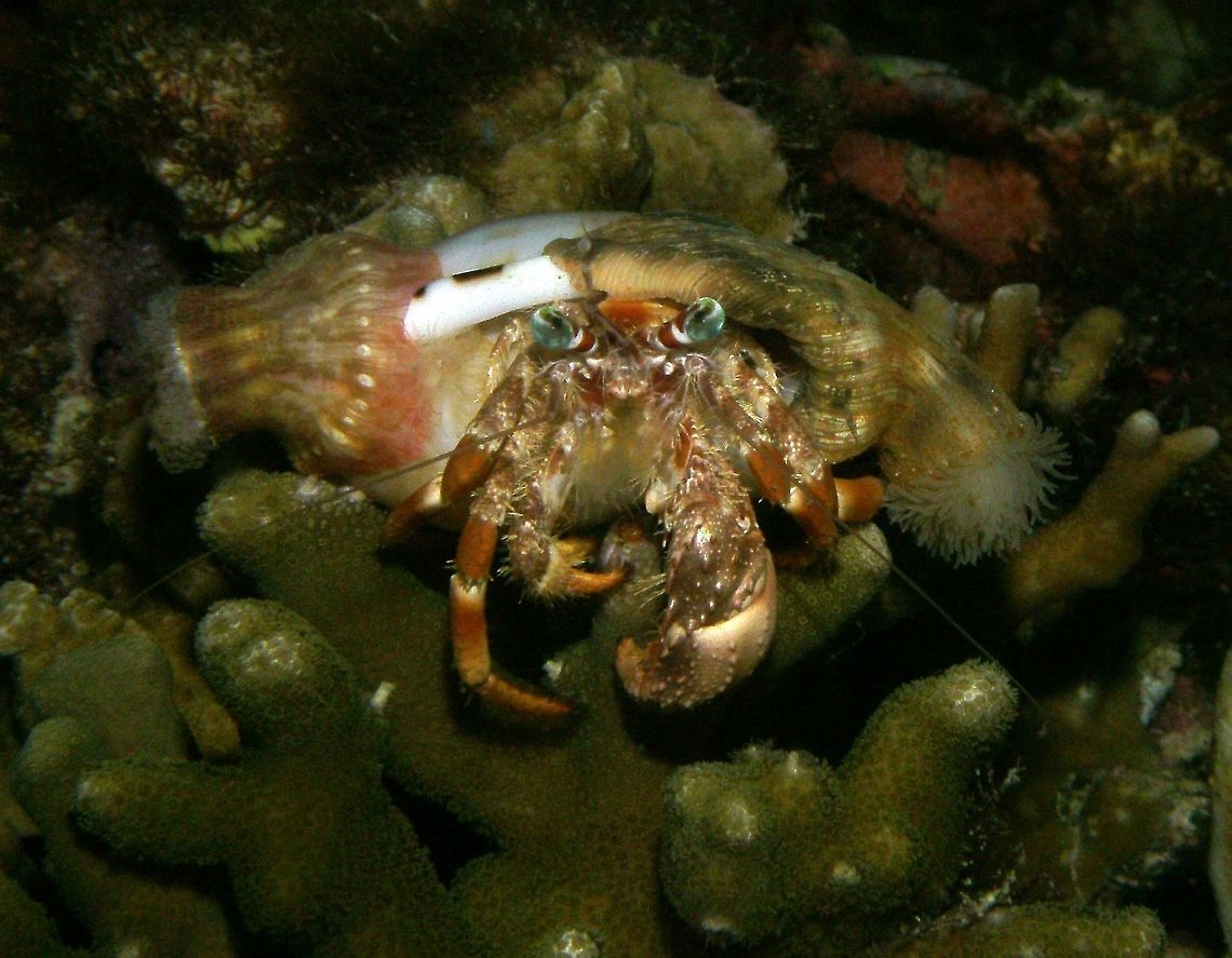 Anemone Hermit Crab Malapascua, Philippines (2012).<br />
Dardanus pedunculatus usually attain a maximum size of 10 centimetres (4 in). The carapace is mottled in tan and cream, while the eyestalks are white with red bands. The sexes are similar. The left claw is much larger than the right claw.<br />
Habitat:<br />
<br />
D. pedunculatus usually lives on Indo-Pacific coral reefs and in the intertidal zone, at depths of 1&ndash;27 metres (3&ndash;89 ft). It usually carries sea anemones on its shell, which it uses to protect itself from its main predator, cephalopods of the genus Octopus. The anemones are collected at night. The crab strokes and taps the anemone until it loosens its grip on the substrate, at which point it is moved onto the gastropod shell that the hermit crab inhabits.       Dardanus pedunculatus,Fall,Geotagged,Philippines