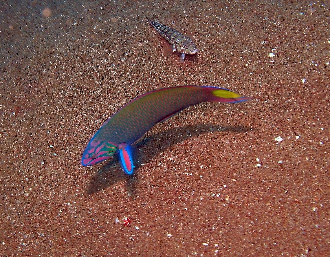 Moon Wrasse Dauin, Philippines.<br />
Is a wrasse of the Labridae family. Its length is up to 30 centimeters, although they tend to average about 25. Juveniles are blue on the lower half of the body. They have a black spot in the middle of the dorsal fin and a black blotch on the caudal fin base. As they mature, the spot turns into a yellow crescent, hence the name. The body is green, with prominently marked scales. Coloration of the head ranges from blue to magenta, with a broken checkerboard pattern. They are protogynous hermaphrodites, all starting off as female and changing to male, a process which, for the moon wrasse, takes only ten days. Some, but not all moon wrasses live in groups consisted of a dominant male, and a "harem" of about a dozen other wrasses, some female and some male. The alpha male is brighter colored, and at every low tide hour, he changes from green to blue, and goes into a show of attacking and nipping all the other wrasses.<br />
Habitat:<br />
Found in the Indo-Pacific oceans at depths of between 1 and 20 m. It has a tendency to stay at the coral reef and surrounding areas. Fall,Geotagged,Moon wrasse,Philippines,Thalassoma lunare