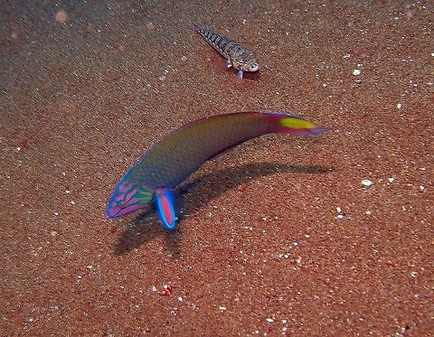 Moon Wrasse Dauin, Philippines.
Is a wrasse of the Labridae family. Its length is up to 30 centimeters, although they tend to average about 25. Juveniles are blue on the lower half of the body. They have a black spot in the middle of the dorsal fin and a black blotch on the caudal fin base. As they mature, the spot turns into a yellow crescent, hence the name. The body is green, with prominently marked scales. Coloration of the head ranges from blue to magenta, with a broken checkerboard pattern. They are protogynous hermaphrodites, all starting off as female and changing to male, a process which, for the moon wrasse, takes only ten days. Some, but not all moon wrasses live in groups consisted of a dominant male, and a "harem" of about a dozen other wrasses, some female and some male. The alpha male is brighter colored, and at every low tide hour, he changes from green to blue, and goes into a show of attacking and nipping all the other wrasses.
Habitat:
Found in the Indo-Pacific oceans at depths of between 1 and 20 m. It has a tendency to stay at the coral reef and surrounding areas. Fall,Geotagged,Moon wrasse,Philippines,Thalassoma lunare