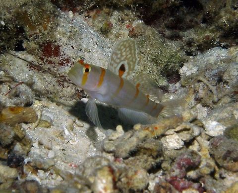Randall's Shrimpgoby - Amblyeleotris randalli Cabilao, Philippines (Oct 2012).
Shrimpgoby white with 6-7 orange bars on head and body. Tall first dorsal fin with pale -edged black spot. To 9 cm (3 and a half in.).
Habitat:
Share burrow with alpheid shrimp. Under overhangs and shallow caves on outer reef slopes and drop-off in 15-48 m. West Pacific.      Amblyeleotris randalli,Fall,Geotagged,Philippines,Randalls prawn goby