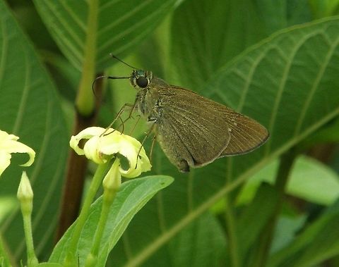 Paintbrush swift Dauin, Philippines (Oct 2012).
A skipper or skipper butterfly is a butterfly of the family Hesperiidae. However, skippers have the antennae clubs hooked backward like a crochet hook, while the typical butterflies have club-like tips to their antennae, and moth-butterflies have feathered or pectinate (comb-shaped) antennae similar to "moths". Skippers also have generally stockier bodies and larger compound eyes than the other two groups, with stronger wing muscles in the plump thorax, in this resembling many "moths" more than the other two butterfly lineages do. But unlike for example the Arctiidae, their wings are usually small in proportion to their bodies. Some have larger wings, but only rarely as large in proportion to the body as in other butterflies. When at rest, skippers keep their wings usually angled upwards or spread out, and only rarely fold them up completely.    Baoris farri,Fall,Geotagged,Paintbrush Swift,Philippines