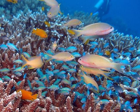 Threadfin anthias  - Pseudanthias huchti Balicasag Island near Bohol is an excellent place to see "clouds" of Anthias over the coral reef. I am not sure of the species but according to the photos in my guide these may be threadfin anthias. The males show a lavender-gray to yellowish color with a bright red stripe from eye to pectoral fin base. Also have a red border in the ventral fins. The females are dull or greenish yellow with brighter yellow borders on tail. The groups usually contain more females than males.
Habitat:
Outcroppings of clear outer reef slopes in 4-20 m. Asian Pacific.
Notes:
the little blue fishes on the background are Chromis viridis. Fall,Geotagged,Philippines,Pseudanthias huchtii