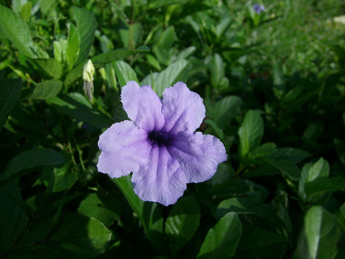 Minnie Root Bohol, Philippines (Oct 2012).<br />
Is a species of flowering plant in the Acanthaceae family. It is a small biennial plant with thick fusiform tuberous roots and striking funnel-shaped violet-colored flowers. It reaches an average height of about 25 cm in moist and shady environments.<br />
Habitat:<br />
Its native range is in Central America but presently it has become naturalized in many countries of tropical South and Southeast Asia. Fall,Geotagged,Philippines,Ruellia tuberosa
