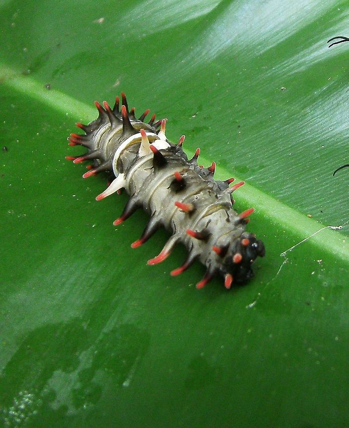 Golden Birdwing (dark larval form) - Troides rhadamantus Bohol Butterfly Sanctuary, Philippines (Oct 2012).<br />
The caterpillar is a velvety gray colour and has a white band on a segment on its middle. It has numerous fleshy red-tipped white protuberances on the body. It is bulky and slow in its movements.  Fall,Geotagged,Golden Birdwing,Philippines,Troides rhadamantus