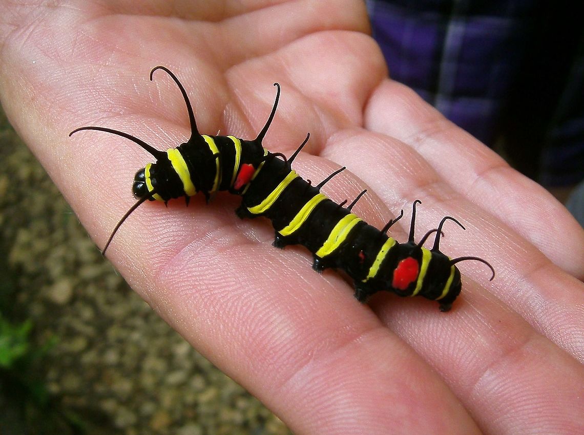 Paper Kite-Tree Nymph Bohol, Philippines (Oct 2012).<br />
 Fall,Geotagged,Idea leuconoe,Idea malabarica,Malabar Tree-nymph,Paper Kite,Philippines