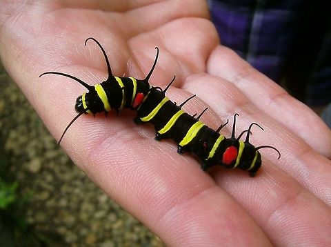 Paper Kite-Tree Nymph Bohol, Philippines (Oct 2012).
 Fall,Geotagged,Idea leuconoe,Idea malabarica,Malabar Tree-nymph,Paper Kite,Philippines