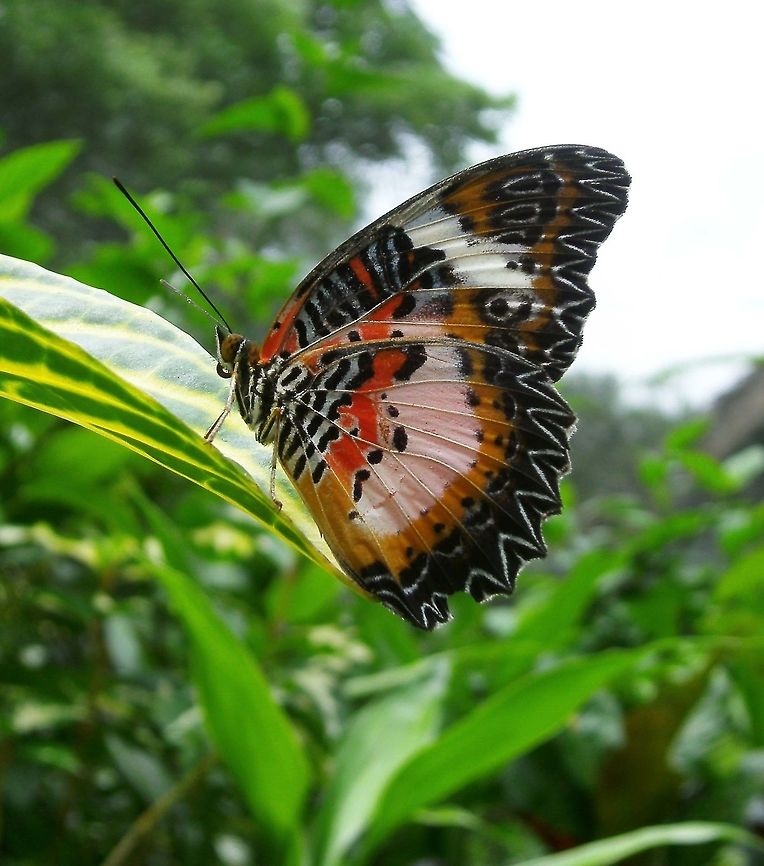 Lacewing - Cethosia luzonica boholica Bohol Butterfly Sanctuary, Philippines (Oct 2012).<br />
It  is a butterfly of the Nymphalidae family. The wingspan is about 80 mm. Adults are bright orange-red above with broad black borders, warning predators of their toxicity. The underside is orange-red with white fasciae and is spotted with black. The wings are scalloped.<br />
 Cethosia luzonica,Fall,Geotagged,Philippines