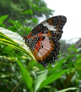 Lacewing - Cethosia luzonica boholica Bohol Butterfly Sanctuary, Philippines (Oct 2012).
It  is a butterfly of the Nymphalidae family. The wingspan is about 80 mm. Adults are bright orange-red above with broad black borders, warning predators of their toxicity. The underside is orange-red with white fasciae and is spotted with black. The wings are scalloped.
 Cethosia luzonica,Fall,Geotagged,Philippines