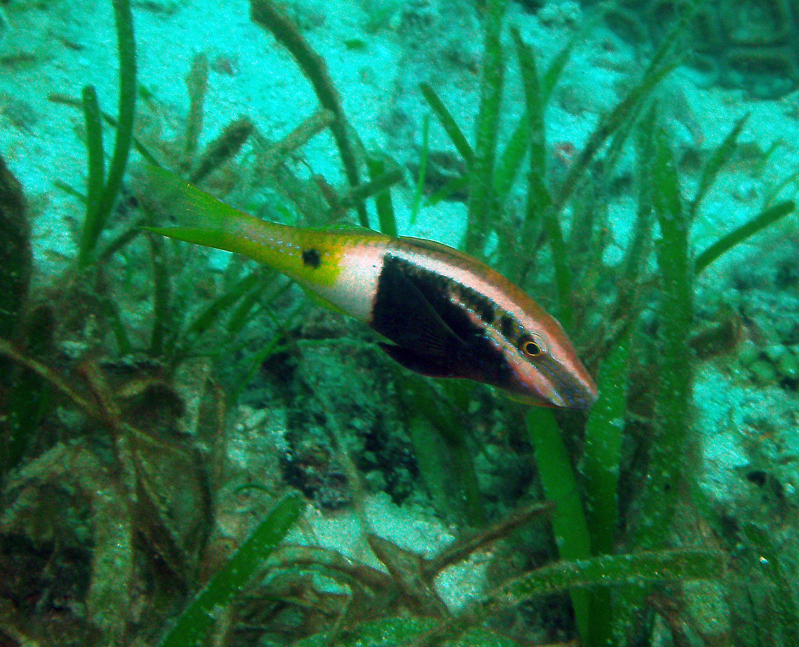 Bicolor Goatfish Cabilao (Philippines, Oct 2012).<br />
A goatfish of the Mullidae family. Size to 25 cm. (10 in.). Head and front of body dark reddish brown with two diagonal whitish bands. Rear white and yellow with black yellow spot below rear dorsal fin. Adults solitary. Juveniles often form schools.<br />
Habitat:<br />
Found in rubble, weed and coral reefs to 15 m depth. Asian Pacific: S. Japan, Philippines, Indonesia, Great Barrier Reef, New Caledonia and Samoa.        Fall,Geotagged,Parupeneus barberinoides,Philippines