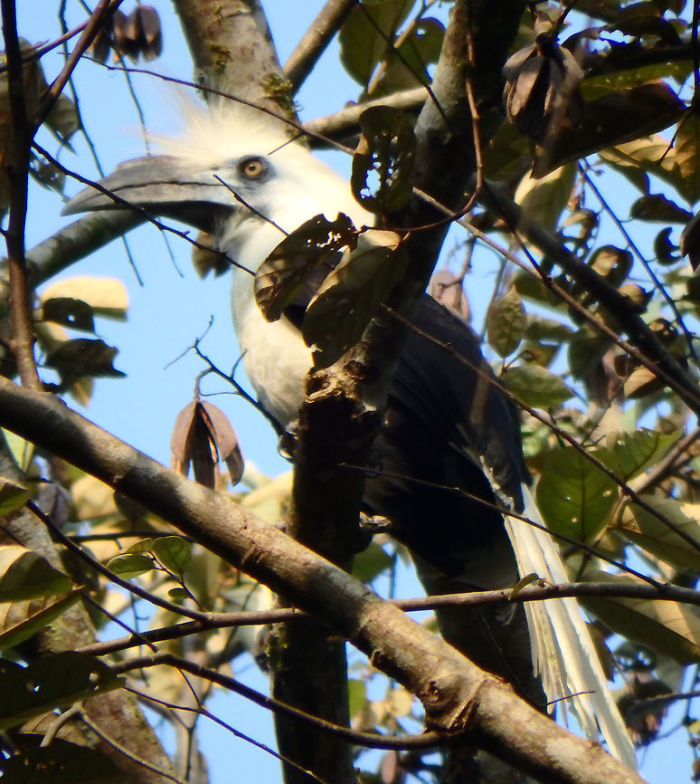 White-Crowned Hornbill  - Berenicornis comatus Tabin, Sabah (Sep, 2014).<br />
Scruffy, funny looking hornbill with white head. It is a large hornbill, reaching a length of 83&ndash;102 cm. Females are smaller than males. The plumage is black and white. The head, neck, breast and tail are white, while the remaining plumage is black. It has a white crown of feathers erected in a crest (hence the common name). Between the eye and the bill and on the throat there is bare dark blue skin. The bill is mainly black, with a yellowish base. Like most hornbills, it has a blackish casque on the top if its bill. The female has a black neck and underparts. These birds are territorial and feed on various fruits, lizards, arthropods and larvae. Berenicornis comatus,Geotagged,Malaysia,Summer,White-crowned hornbill