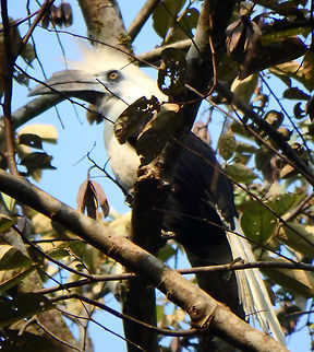 White-Crowned Hornbill  - Berenicornis comatus Tabin, Sabah (Sep, 2014).
Scruffy, funny looking hornbill with white head. It is a large hornbill, reaching a length of 83&ndash;102 cm. Females are smaller than males. The plumage is black and white. The head, neck, breast and tail are white, while the remaining plumage is black. It has a white crown of feathers erected in a crest (hence the common name). Between the eye and the bill and on the throat there is bare dark blue skin. The bill is mainly black, with a yellowish base. Like most hornbills, it has a blackish casque on the top if its bill. The female has a black neck and underparts. These birds are territorial and feed on various fruits, lizards, arthropods and larvae. Berenicornis comatus,Geotagged,Malaysia,Summer,White-crowned hornbill