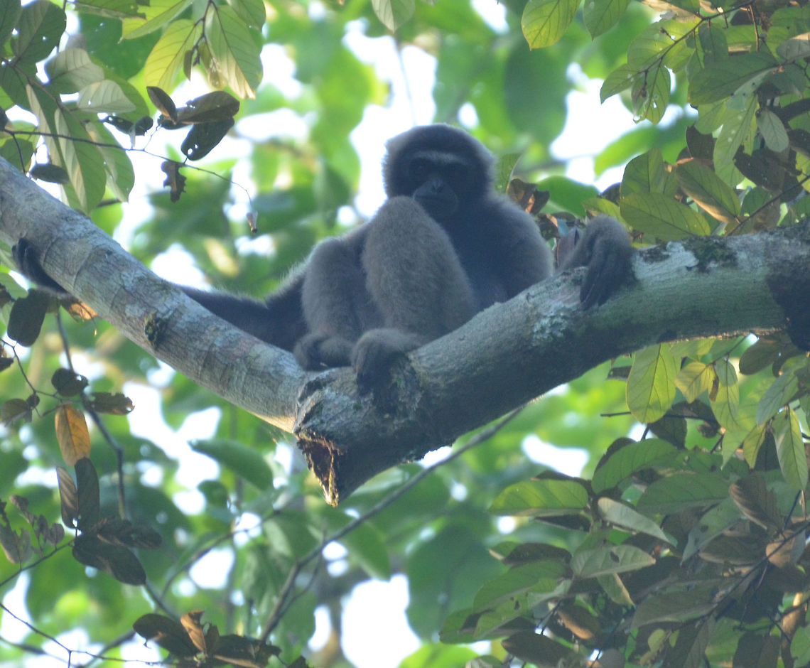 Müller's Bornean gibbon Tbin, Sabah (Sep 2015).<br />
M&uuml;ller&#039;s Bornean gibbon is endemic to the island of Borneo, inhabiting the northern and eastern part of the island. In the southwest of the island lives the Bornean white-bearded gibbon; their territories hardly overlap. Grey gibbons are diurnal rain forest dwellers, characterized by the long arms that all gibbons have, with which they brachiate through the trees. They live together in monogamous pairs, and defend their family territory against intruders with long, loud singing. Their diet consists primarily of fruits. Little is known about the reproductive patterns of this species, but it is thought to be similar to that of other gibbon species. Geotagged,Hylobates muelleri,Malaysia,Müllers Bornean gibbon,Summer