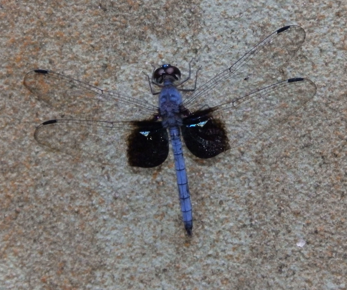 Bark Dragonfly - Tyriobapta torrida Sepilok, Sabah (Sep, 2015).<br />
<a href="http://www.allodonata.com/search/?q=s:1510" rel="nofollow">http://www.allodonata.com/search/?q=s:1510</a> Bark Dragonfly,Geotagged,Malaysia,Summer,Tyriobapta torrida