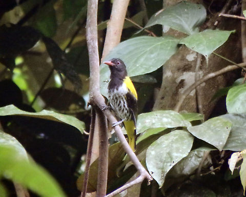 Dark-throated oriole Tabin, Sabah (Sep, 2015).
http://www.birdlife.org/datazone/speciesfactsheet.php?id=5878   Dark-throated oriole,Geotagged,Malaysia,Oriolus xanthonotus,Summer