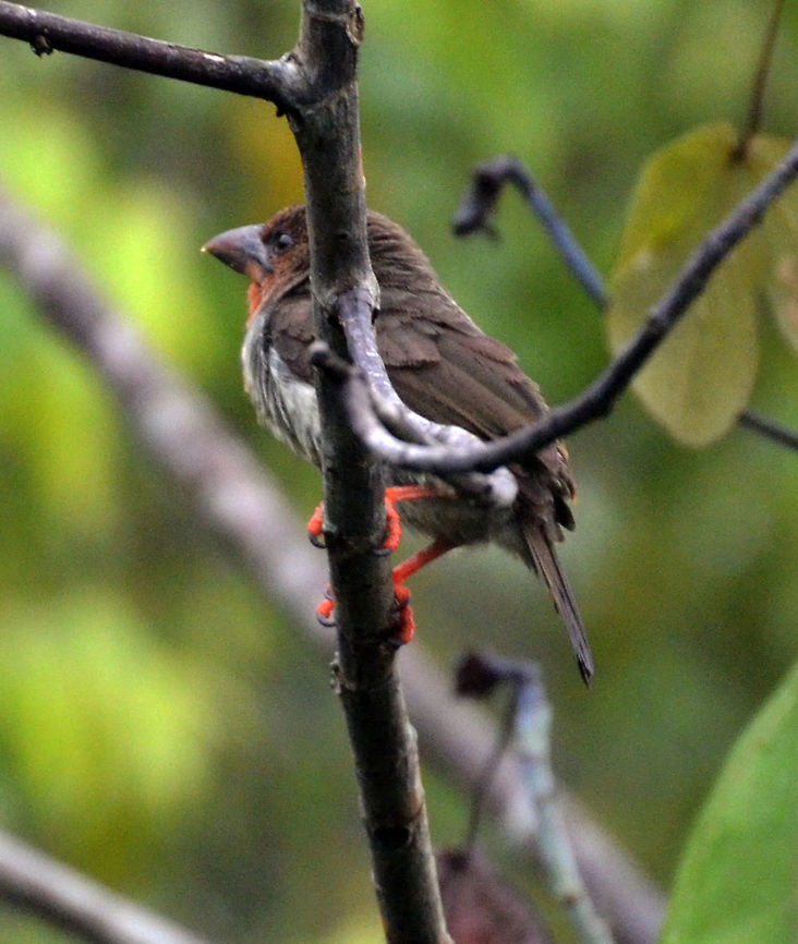 Bornean Brown Barbet- Calorhamphus fuliginosus Sepilok, Sabah (Sep, 2015). 17 cm, endemic bird.<br />
<a href="http://borneobirds.com/bornean-brown-barbet/" rel="nofollow">http://borneobirds.com/bornean-brown-barbet/</a> Brown barbet,Caloramphus fuliginosus,Fall,Geotagged,Malaysia