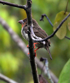 Bornean Brown Barbet- Calorhamphus fuliginosus Sepilok, Sabah (Sep, 2015). 17 cm, endemic bird.
http://borneobirds.com/bornean-brown-barbet/ Brown barbet,Caloramphus fuliginosus,Fall,Geotagged,Malaysia
