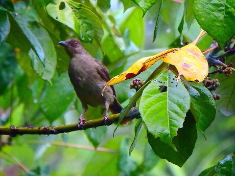 Red-Eyed Bulbul -  Pycnonotus brunneus Sepilok, Sabah (Sep, 2015).
17.5 cm. 
http://www.birdlife.org/datazone/speciesfactsheet.php?id=7211 Asian red-eyed bulbul,Fall,Geotagged,Malaysia,Pycnonotus brunneus