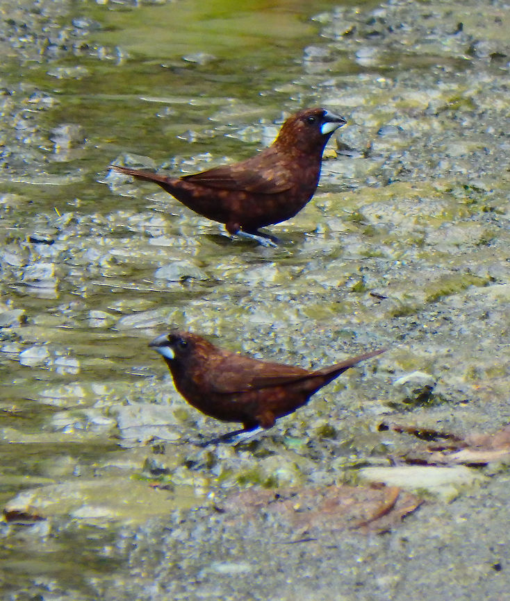 Dusky Munia - Lonchura fuscans Sepilok, Sabah (Sep, 2015).<br />
10 cm. Gregarious. Often seen in the bushes aside of roads and paths.<br />
   Dusky munia,Fall,Geotagged,Lonchura fuscans,Malaysia