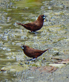 Dusky Munia - Lonchura fuscans Sepilok, Sabah (Sep, 2015).
10 cm. Gregarious. Often seen in the bushes aside of roads and paths.
   Dusky munia,Fall,Geotagged,Lonchura fuscans,Malaysia