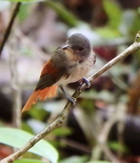 Rufous-Winged Philentoma - Philentoma pyrhoptera Sepilok, Sabah (Sep, 2015).
http://www.birdlife.org/datazone/speciesfactsheet.php?id=6240
 Geotagged,Malaysia,Philentoma pyrhoptera,Rufous-winged philentoma,Summer