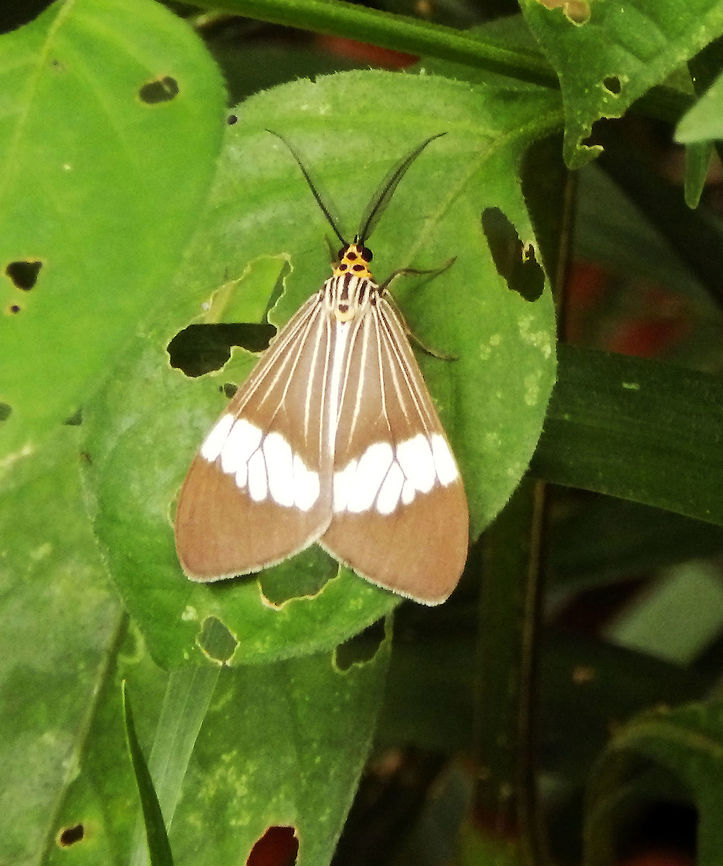Brown Nyctemera Moth - Nyctemera baulus Tabin, Sabah (Sep, 2015).<br />
Arctiidae moth. Geotagged,Malaysia,Nyctemera baulus,Summer