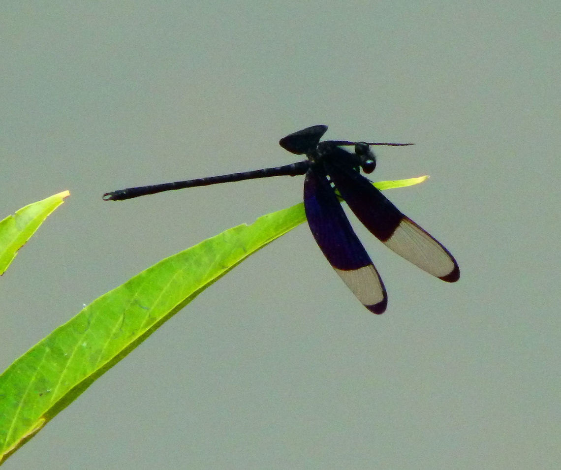 Black Velvetwing - Dysphaea Dimidiata Tabin, Sabah (2015).<br />
<a href="http://sayhitoant.blogspot.be/2010/09/damselfly-dysphaea-dimidiata.html" rel="nofollow">http://sayhitoant.blogspot.be/2010/09/damselfly-dysphaea-dimidiata.html</a><br />
<a href="http://www.iucnredlist.org/details/190806/0" rel="nofollow">http://www.iucnredlist.org/details/190806/0</a>   Dysphaea Dimidiata,Geotagged,Malaysia,Summer