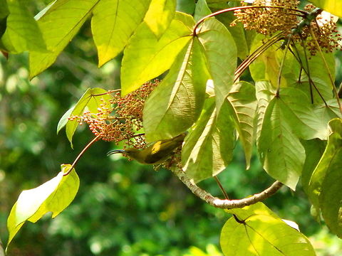Bornean Spiderhunter Tabin, Sabah (Sep, 2015).
Notes:
http://www.borneobirdimages.com/bird/bor... http://avibase.bsc-eoc.org/species.jsp?a.. Arachnothera everetti,Bornean spiderhunter,Geotagged,Malaysia,Summer