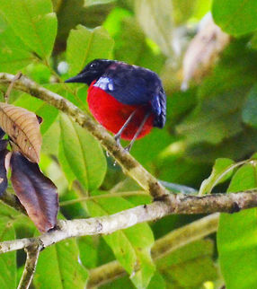 Black-Headed Pitta  - Erythropitta ussheri While its whistle call is unmistakable, pittas are not easy to find and photograph. You need to walk inside the forest and be very still while just faking its call to lure the bird nearby. Very shy birds and a luxury to watch.
Habitat:
Tabin, Sabah. Black-headed pitta,Erythropitta ussheri,Geotagged,Malaysia,Summer