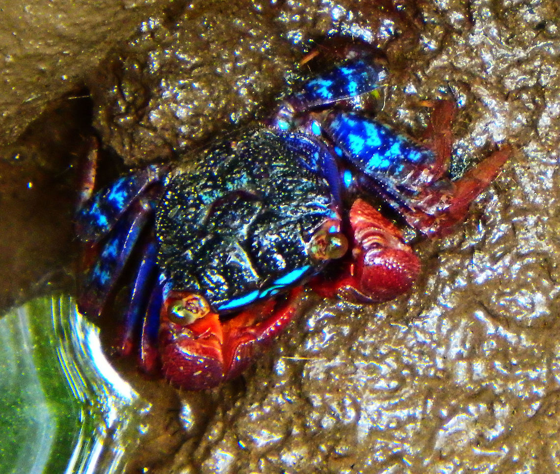 Iridescent Sesarmine Crab - Perisesarma indiarum Abundant in the muddy floors of the mangrooves.<br />
<a href="http://www.wildsingapore.com/wildfacts/crustacea/crab/sesarmidae/perisesarma.htm" rel="nofollow">http://www.wildsingapore.com/wildfacts/crustacea/crab/sesarmidae/perisesarma.htm</a><br />
Habitat:<br />
Wetlands Kota Kinabalu, Sabah (Sep 2015).      <br />
 Geotagged,Iridescent Sesarmine Crab,Malaysia,Perisesarma indiarum,Summer