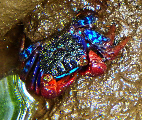 Iridescent Sesarmine Crab - Perisesarma indiarum Abundant in the muddy floors of the mangrooves.
http://www.wildsingapore.com/wildfacts/crustacea/crab/sesarmidae/perisesarma.htm
Habitat:
Wetlands Kota Kinabalu, Sabah (Sep 2015).      
 Geotagged,Iridescent Sesarmine Crab,Malaysia,Perisesarma indiarum,Summer