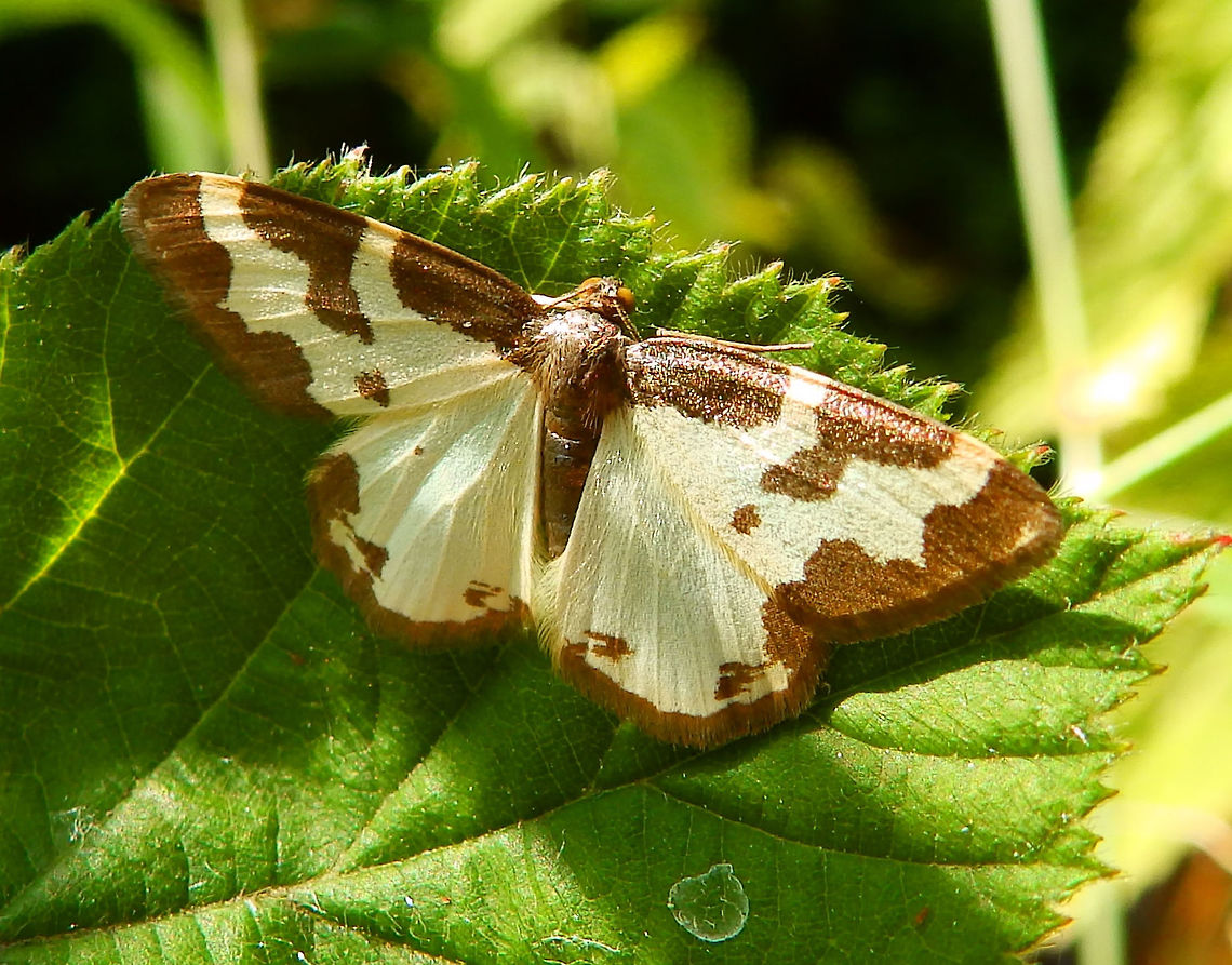 Clouded Border Moth- Lomaspilis marginata De Liereman, Belgium (Aug, 2015).<br />
This is a very distinctive species with white wings marked with black blotches around the margins. The amount of black varies, with the males usually (though not always) having more extensive black areas than the females. Occasionally almost entirely white or black individuals are seen, although this is rare. The wingspan is 24&ndash;28 mm. Lomaspilis marginata is &quot;Extremely variable. Linne&#039;s form has complete black border to both wings, also on the forewing additional spots or patches at base and middle of costa.         Belgium,Clouded border,Geotagged,Lomaspilis marginata,Moth Week 2018,Summer