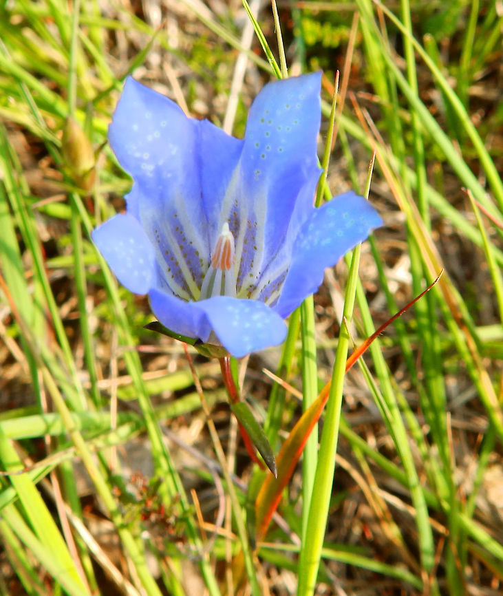 Marsh gentian- Gentiana pneumonanthe De Liereman, Oud Turnhout, Belgium (Aug, 2015).<br />
<a href="http://www.wildlifetrusts.org/species/marsh-gentian" rel="nofollow">http://www.wildlifetrusts.org/species/marsh-gentian</a> Belgium,Gentiana pneumonanthe,Geotagged,Summer
