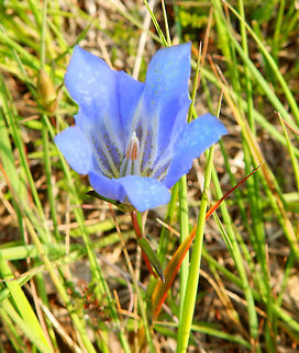 Marsh gentian- Gentiana pneumonanthe De Liereman, Oud Turnhout, Belgium (Aug, 2015).
http://www.wildlifetrusts.org/species/marsh-gentian Belgium,Gentiana pneumonanthe,Geotagged,Summer