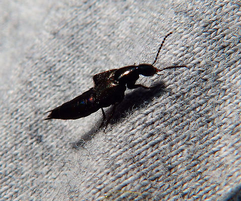 Rove beetle De Liereman, Oud-Turnhout, Belgium (Aug, 2015).
It is a small but long-bodied beetle. Its wing covers (elytra) are short covering only its thorax, exposing the abdominal segments. The abdominal musculature is powerful and the abdominal segments are covered with sclerotized plates. Belgium,Coleoptera,Geotagged,Rove beetle,Staphylinidae,Summer