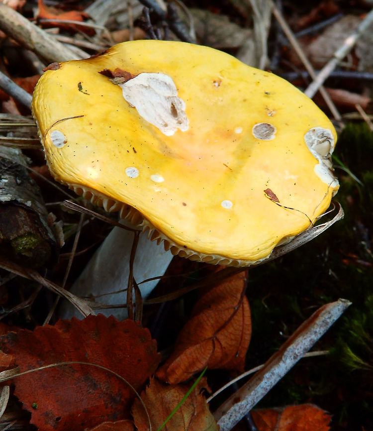 Yellow Swamp Russula - Russula claroflava De Liereman, Belgium (Aug, 2015)<br />
It is found in wet places under birch and aspen woodlands across Europe and North America. It has a yellow cap, white gills and stipe and bruises grey. It is mild-tasting and regarded as good to eat.<br />
<a href="https://en.m.wikipedia.org/wiki/Russula_claroflava" rel="nofollow">https://en.m.wikipedia.org/wiki/Russula_claroflava</a> Belgium,Geotagged,Russula clarofava,Russula claroflava,Summer