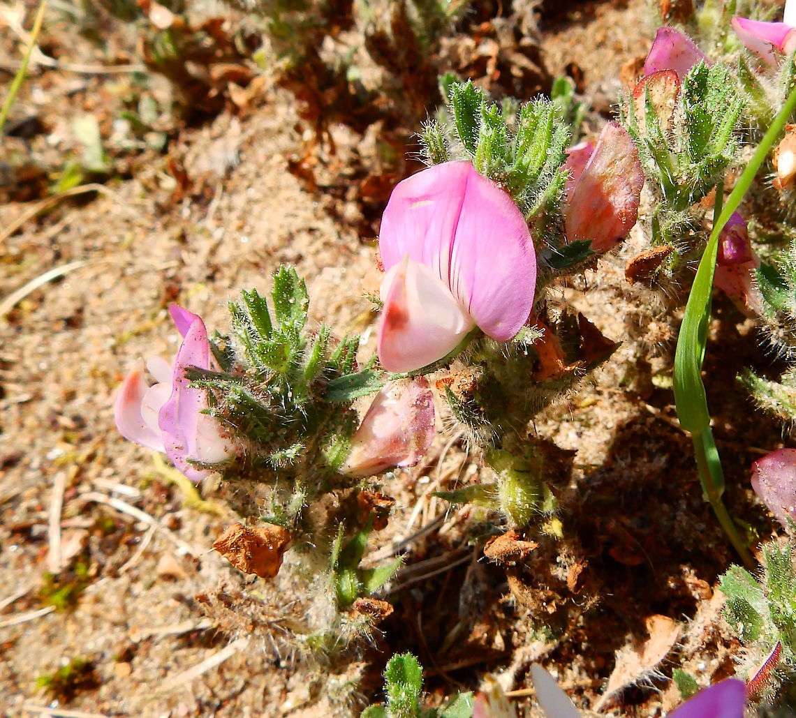 Spiny restharrow Ter Yde, Belgium (July, 2015).<br />
Fabaceae.<br />
Habitat:<br />
In sand dunes near the beach. <a href="http://www.natuurenbos.be/teryde" rel="nofollow">http://www.natuurenbos.be/teryde</a>         Belgium,Geotagged,Ononis spinosa,Spring
