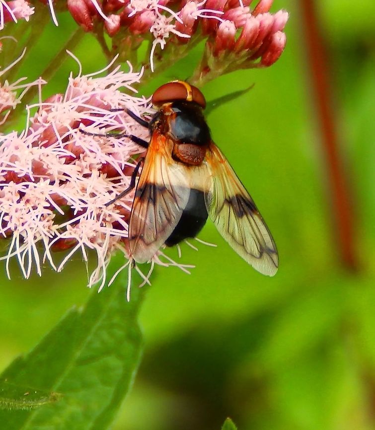 Large Pied Hoverfly Villers La Ville Abbey, Belgium (July, 2014).<br />
It is about 15&ndash;16 mm in length with a broad body. It is mainly black, but the front part of its abdomen has a broad, yellow band, giving it the appearance of a bee or wasp. The two wings are transparent, as with most flies, but the leading edge is amber, with a brown patch on each wing. Belgium,Geotagged,Summer,Volucella pellucens