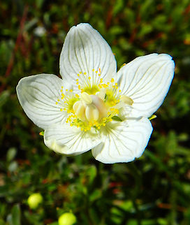 Marsh Grass Parnassus Ter Yde, Belgium (July, 2016).
This is a very rare flower that grows in the dunes of Ter Yde. They have protected areas where marshes can grow in the dunes and this is where the Parnassus are.
Parnassus belong to the family Saxifragaceae.  Each plant grows a single white, showy flower which stands atop an upright, slender, bald stem. The attractive flower consists of 5 conspicuously-veined petals that are 8 to 13 mm in length. the leaves are produced in a rosette at the base of the plant, except for a single leaf on the middle of the flowering stem. The leaves are heart-shaped and taper to the base. The numerous, tiny, oblong seeds are encased in an oval-shaped, four-valved fruit capsule.
http://ecopedia.be/933/planten/Parnassia        Belgium,Geotagged,Parnassia palustris,Summer