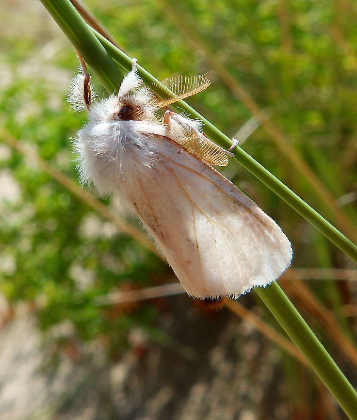 Brown-tail Moth- Euproctis chrysorrhoea Ter Yde, Belgium (July, 2015).<br />
The wings of this species are pure white, as is the body, apart from a tuft of brown hairs at the end of the abdomen. The brown coloration extends along most of the back of the abdomen in the male. In the female, the back of the abdomen is white, but the tuft of brown hairs is much bigger. The wingspan is 36&ndash;42 mm. The species flies at night and is attracted to light.    Belgium,Euproctis chrysorrhoea,Euproctis chrysorrhoeaBrown-tail,Geotagged,Spring