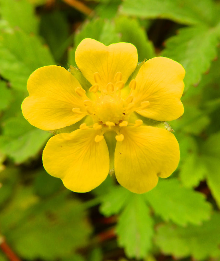 Creeping Cinquefoil- Potentilla reptans In the woodlands and prairies around Kasteel van Horst, Belgium (July, 2014).<br />
It blooms in June - August with yellow flowers (about 2 cm in diameter) that have 5 heart-shaped petals<br />
 Belgium,Geotagged,Potentilla reptans,Summer