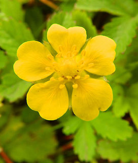 Creeping Cinquefoil- Potentilla reptans In the woodlands and prairies around Kasteel van Horst, Belgium (July, 2014).
It blooms in June - August with yellow flowers (about 2 cm in diameter) that have 5 heart-shaped petals
 Belgium,Geotagged,Potentilla reptans,Summer