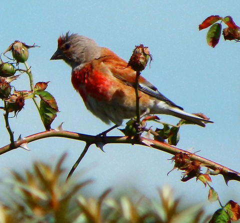 Common Linnet Ter Yde, Belgium (July 2014).
The common linnet is a slim bird with a long tail. The upper parts are brown, the throat is sullied white and the bill is grey. The summer male has a grey nape, red head-patch and red breast. Females and young birds lack the red and have white underparts, the breast streaked buff.
Habitat:
Bushes in dunes in coastal area. http://www.natuurenbos.be/teryde Belgium,Carduelis cannabina,Common Linnet,Common linnet,Geotagged,Linaria cannabina,Spring