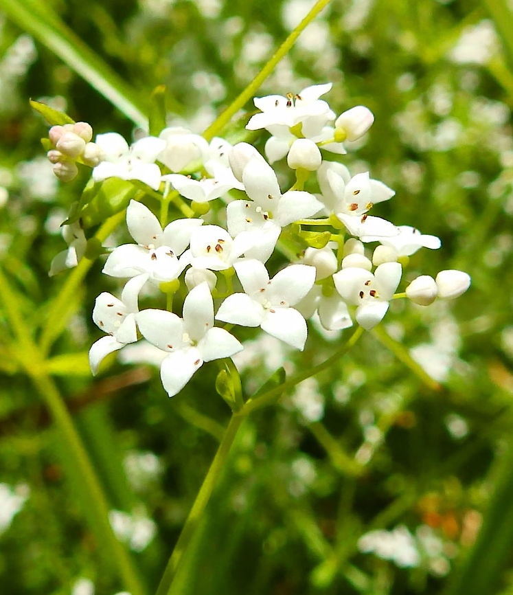 Hedge Bedstraw- Galium mollugo Silsombos, Belgium (June, 2015).<br />
Galium mollugo can reach a height of 15&ndash;100 cm. The stems are square in cross-section, more or less erect with ascending branches. Starting from the axils of leaves it has inflorescences of small white flowers with a diameter of about 1 to 1.5 cm, with four petals. The flowering period extends from May to September. Belgium,Galium mollugo,Geotagged,Hedge bedstraw,Spring