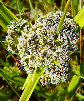 Wood club-rush Silsombos, Belgium (June, 2015).
http://wilde-planten.nl/bosbies.htm        Belgium,Geotagged,Scirpus sylvaticus,Spring,Wood club-rush