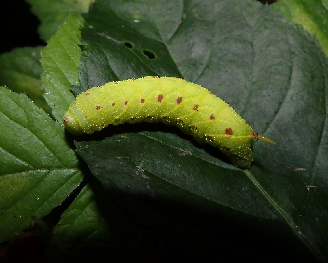 Eyed- Hawk Moth Caterpillar Zoete Waters, Oud-Heverlee, Belgium (Nov 2015)<br />
<a href="http://www.lepiforum.de/lepiwiki.pl?Smerinthus_Ocellata" rel="nofollow">http://www.lepiforum.de/lepiwiki.pl?Smerinthus_Ocellata</a>  <br />
This was a quite unique finding because it was also late in the year, or so we thought, for caterpillars. <br />
We have not yet seen the adult although it is mentioned in several parts of Belgium. I guess they mimetize very well. We found the caterpillar in bushes of a woody-marshy are next to the lakes. Belgium,Eyed hawk-moth,Fall,Geotagged,Smerinthus ocellatus